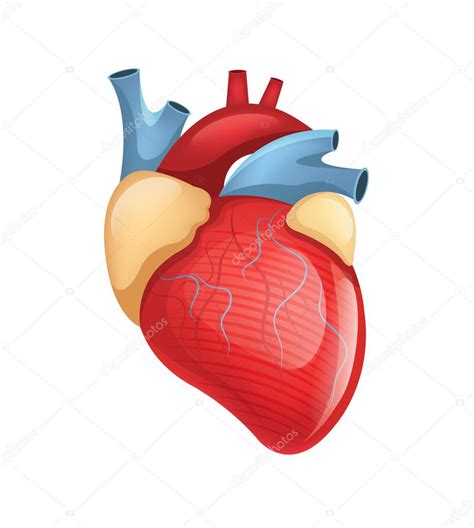 Ilustración De Vector Corazón Humano — Archivo Imágenes Vectoriales