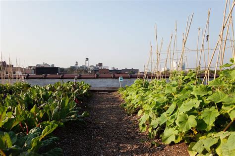 Besides the decorative benefit, roof plantings may provide food, temperature control, architectural enhancement. Rooftop garden in NYC #rooftopgarden #nyc