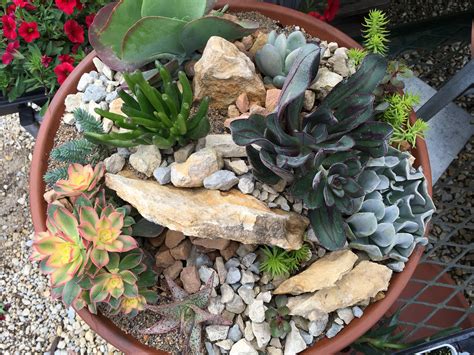 Succulent Container Garden Class Knechts Nurseries And Landscaping