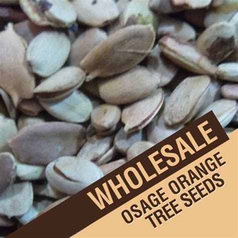 Wholesale Osage Orange Tree Seeds Maclura Pomifera