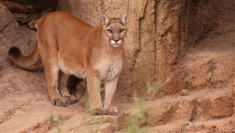 Us Fish And Wildlife Service Declares Eastern Cougar Extinct
