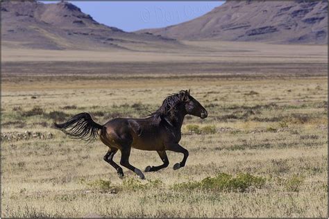 Wild Mustangs Utahusa Wild Mustangs West Desert Utah Usa By Don