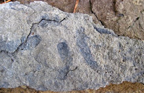 Trace Fossils In Limestone Boggs Limestone Pennsylvanian Flickr