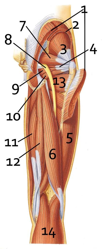 Leg Muscles Diagram Quizlet