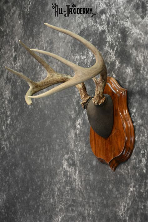 Whitetail Deer Antler Plaque Taxidermy Mount For Sale Sku 1040 All
