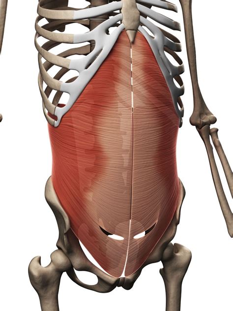 Core Muscles