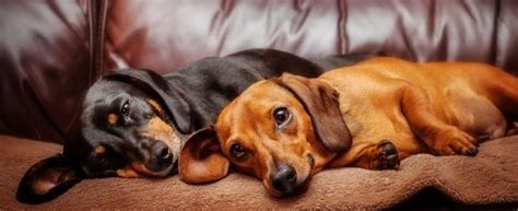 In home euthanasia is a comforting and peaceful way to say goodbye to your beloved furry family member. Should Dog Housemates Be Present for Euthanasia? - PetPlace