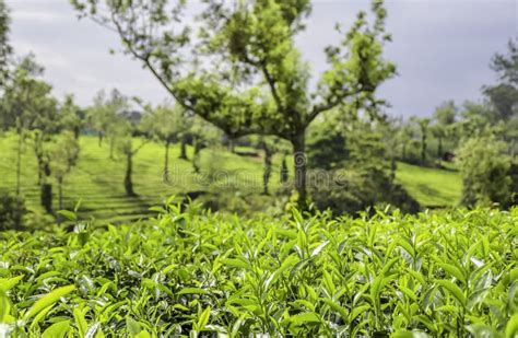 Lush Green Tea Plantation Landscape In Munnar Kerala Stock Image