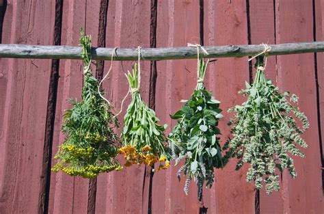 Are You Familiar With These 20 Herbs That Can Be Used As Medicine