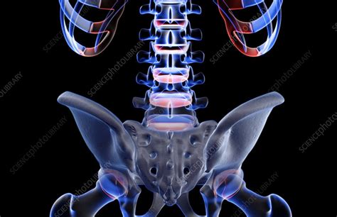 The column of bones in the back enclosing and protecting the spinal cord : The bones of the lower back - Stock Image - F001/6784 - Science Photo Library