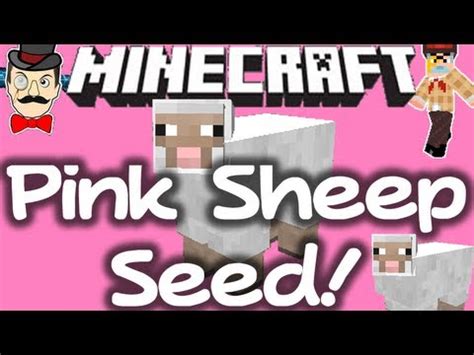 The majority of sheep are white, with an 81.836% chance of spawning. Minecraft PINK SHEEP Seed ! Dozens of Rare Mobs ! - YouTube