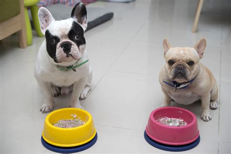 Start your pet's raw food journey with our quick and easy food cost calculator. Read this before feeding your pet raw food | Best dog food ...