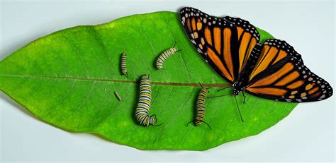 Monarch Butterfly Stages Of Development From Egg To Larva Flickr
