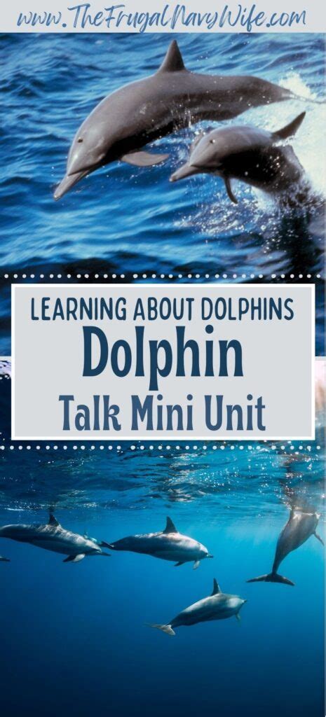 Learning About Dolphins Dolphin Talk Mini Unit The Frugal Navy Wife