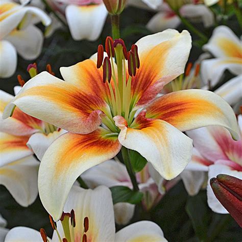 Planting flowers flower painting white lilies flower pictures love flowers amazing flowers flowers photography floral art lily flower. Lilium Tinos | White Flower Farm