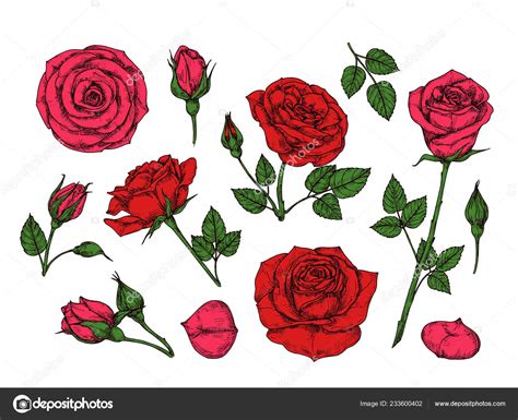 Red Rose Hand Drawn Roses Garden Flowers With Green Leaves Buds And