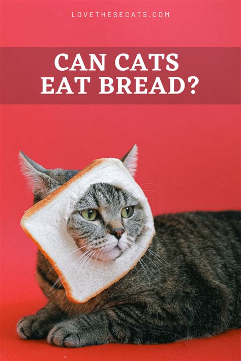 Can Cats Eat Bread ⋆ Love These Cats