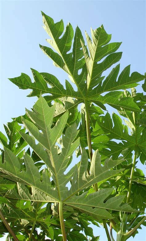 Papaya Leaves Plant Leaves Plants Garden