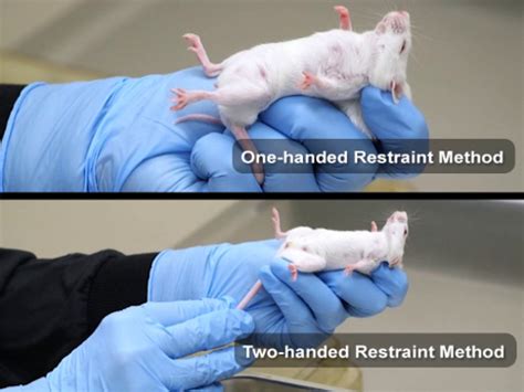Proper Handling And Restraining Techniques Of Rodents Lab Animal