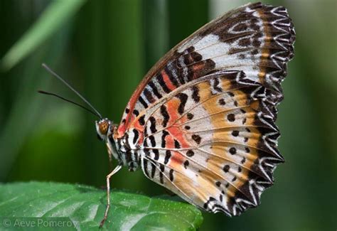 Leopard Lacewing And Jewelled Nawab Butterfly From Malaysia Whats