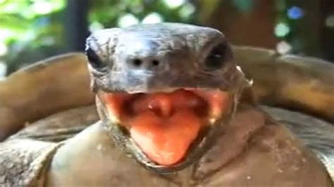 Turtle Sex Funny Funny Funny Turtle Making Weird Noises Youtube