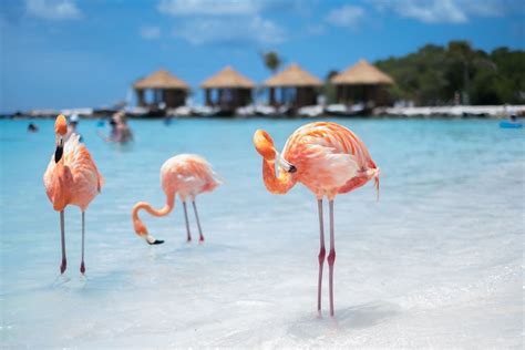 Amazing Flamingo Beach In Aruba Flamingo Beach Photography For