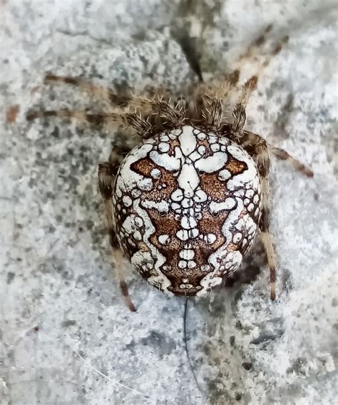 Parasteatoda Tepidariorum Juzaphoto