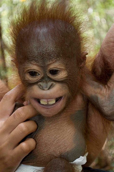 Baby Monkey Monkey Animal And Orangutan
