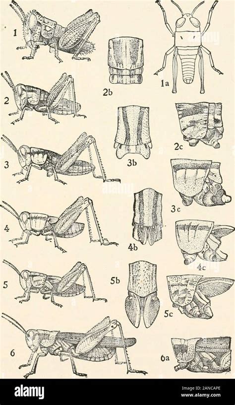 Ein Text Buch Der Entomologie Einschließlich Der Anatomie Physiologie Embryologie Und