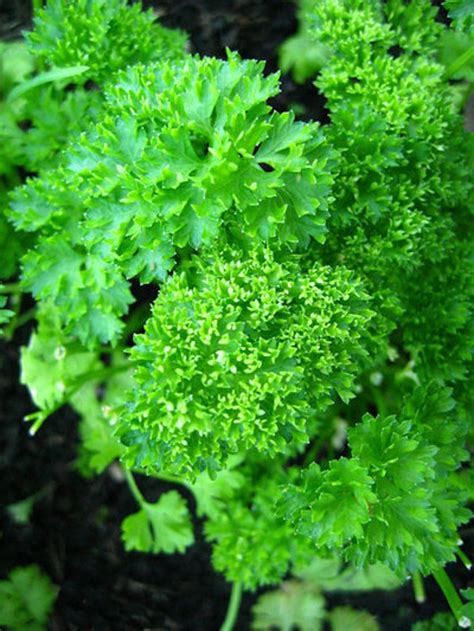 Herb - Parsley - Triple Curled - St. Clare Heirloom Seeds - Heirloom and Open Pollinated ...