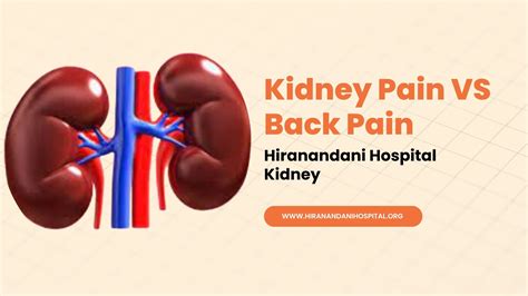 Kidney Pain Vs Back Pain How To Tell The Difference Hiranandani