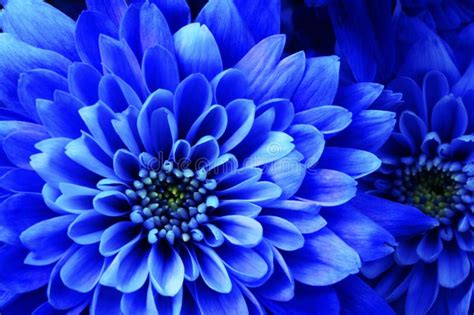 Macro Of Blue Flower Aster Stock Photo Image Of Background 105596350