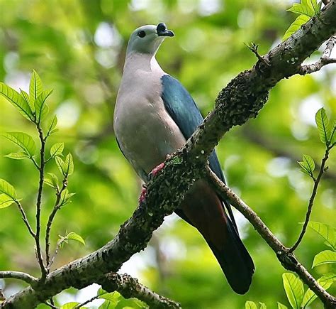 Birds Of The World Pacific Imperial Pigeon