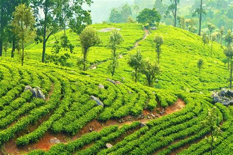 Tea Plantations In Sri Lanka The Best Tea Factory Tours
