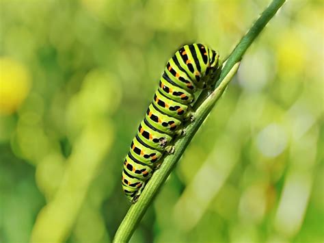 How Caterpillars Know Theyre Going To Be Butterflies Greenhouse Gusto