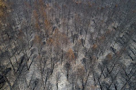 Aerial View Of Burnt Forest After The Fire Burned And Pine Trees