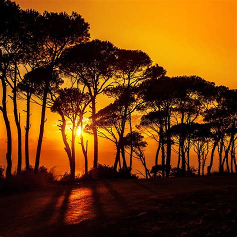 Beautiful Trees On Sunset Royalty Free Stock Image Image 27985776