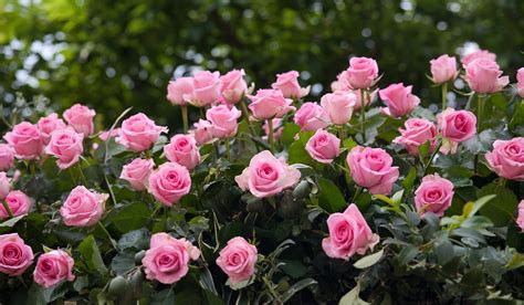 Rosas Y Los Secretos Para Cultivarlas