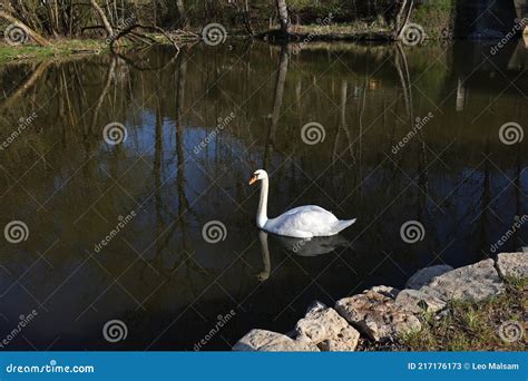 Lonely White Swan Floating On The River Stock Image Image Of Nobility