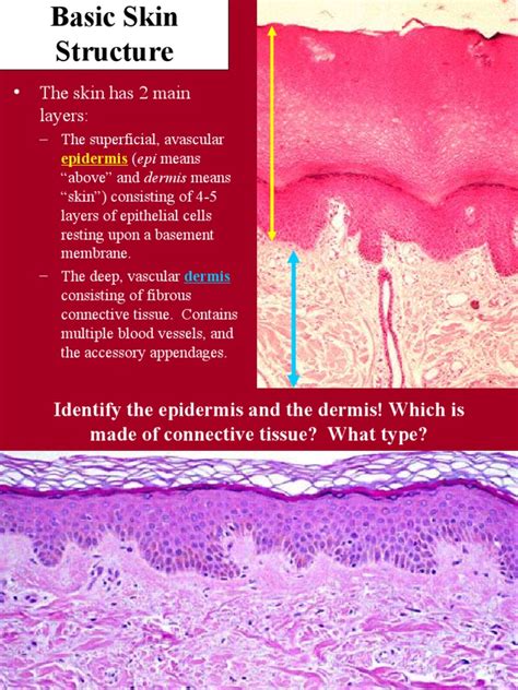 Skin Histology Epidermis Skin