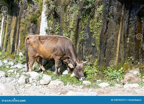 A Skinny Domestic Cow Grazes In The Caucasus Mountains Stock Photo