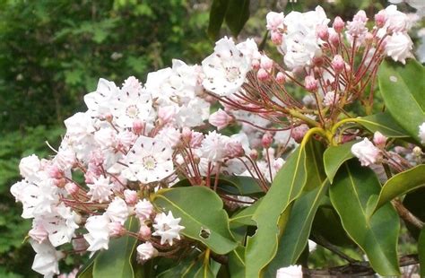 Celebrate Pennsylvanias State Flower At The Pa State Laurel Festival