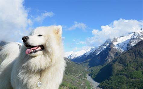 Samoyed Wallpapers Top Free Samoyed Backgrounds Wallpaperaccess