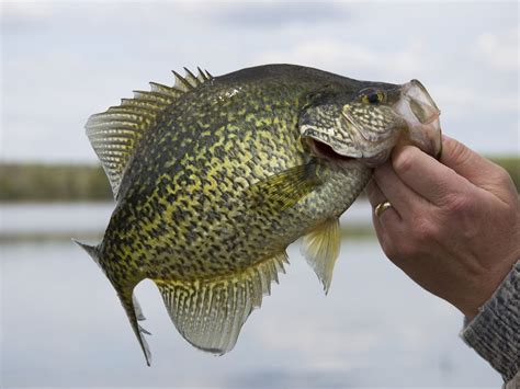 Can You Eat Crappie And Is It Safe