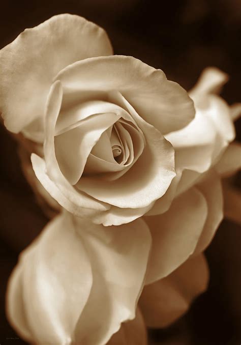 Sepia Rose Petals Photograph By Jennie Marie Schell Fine Art America