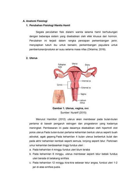 Apn Laporan Pendahuluan A Anatomi Fisiologi Perubahan Fisiologi Wanita Hamil Segala