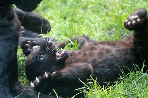 325 Best Black Panthers Images On Pinterest Black