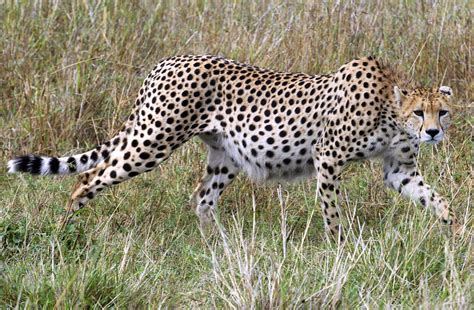 Gepard sætter verdensrekord | BT Utroligt men sandt - www ...