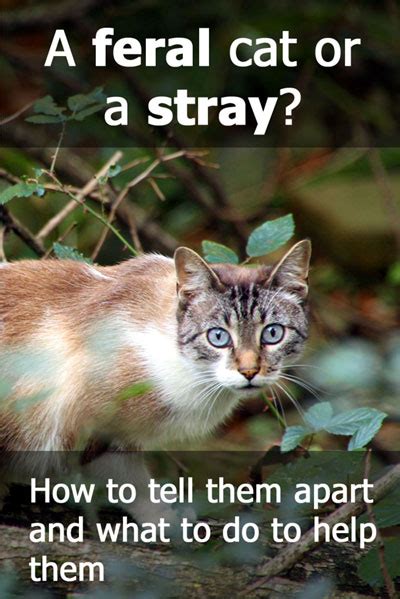 A Feral Cat Or A Stray Cat How To Tell The Difference Thecatsite