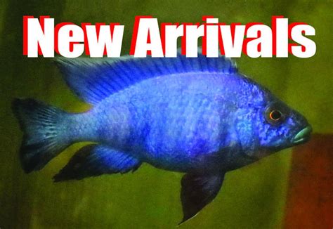 Freshwater Fish Freshwater Tropical Fish Species For Tropical Aquariums